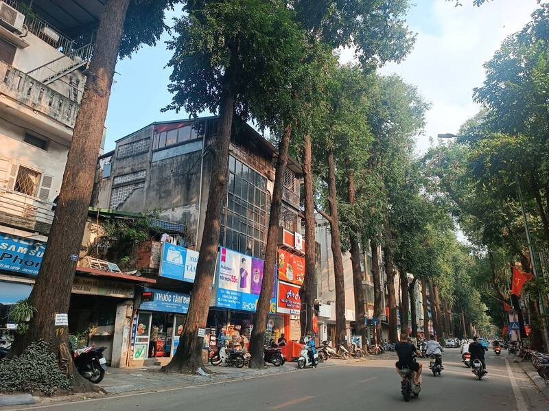 Hà Nội: Giao Công an xác minh nghi vấn vụ cây sao đen 100 tuổi bị "bức tử" trên phố Lò Đúc