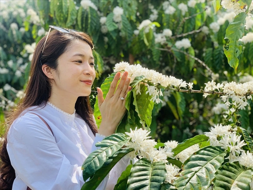 Tọa độ “săn” hoa cà phê nở tại Tây Nguyên