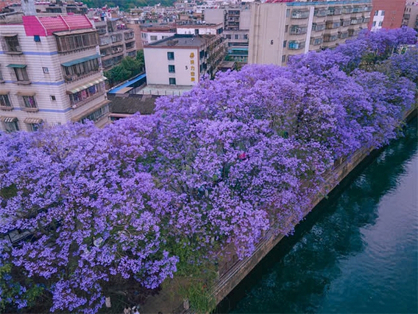 Sắc tím Côn Minh “thôi miên” du khách khi ghé thăm Sắc tím Côn Minh “thôi miên” du khách khi ghé thăm
