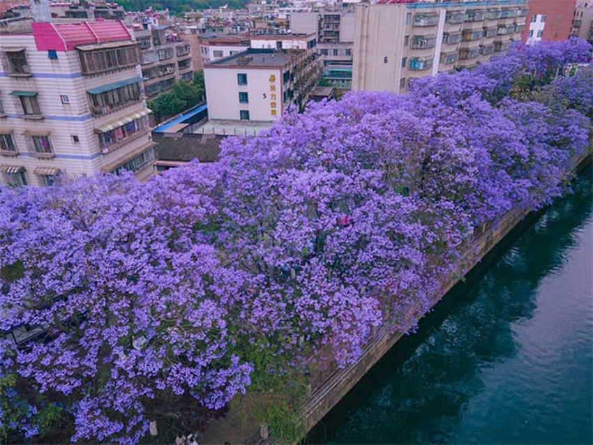 Sắc tím Côn Minh “thôi miên” du khách khi ghé thăm