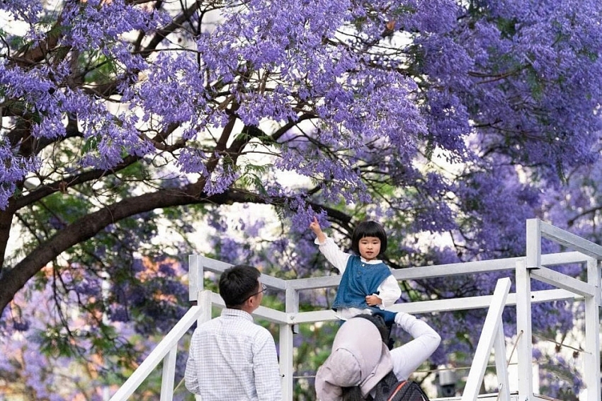 Sắc tím Côn Minh “thôi miên” du khách khi ghé thăm