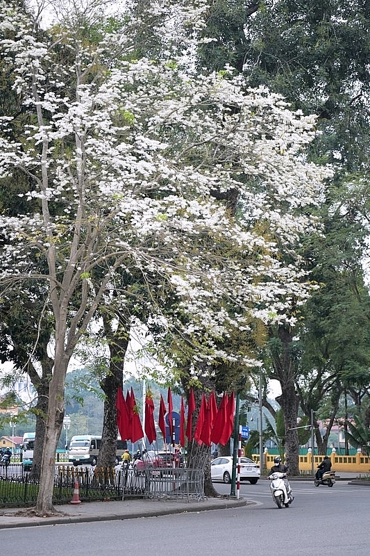 Hoa sưa bung sắc tinh khôi vẫy gọi các nàng thơ