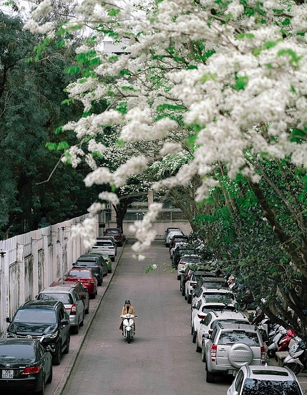 Hoa sưa bung sắc tinh khôi vẫy gọi các nàng thơ