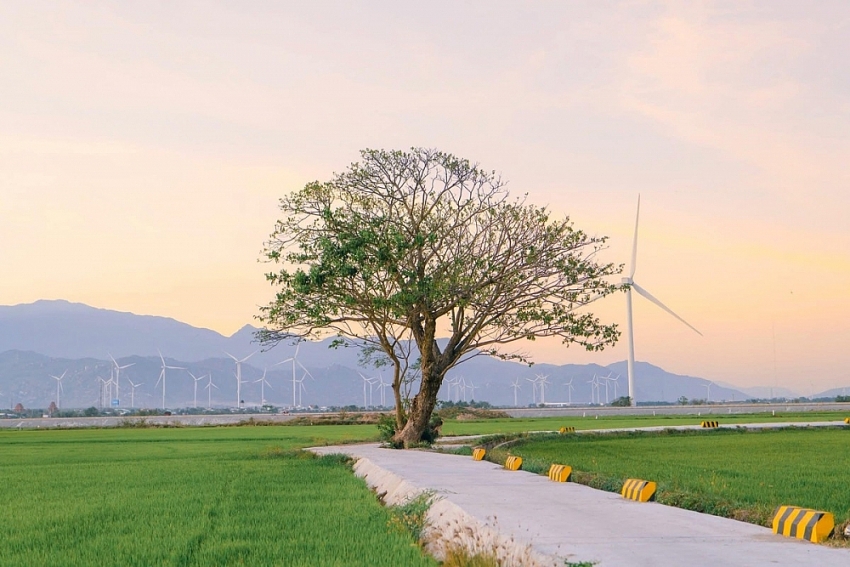 Say lòng trước vẻ đẹp bất tận của cánh đồng điện gió Đầm Nại