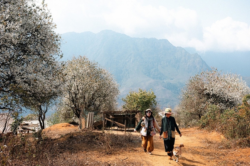 Đến Nậm Nghẹp đắm mình trong sắc trắng tinh khôi của hoa sơn tra