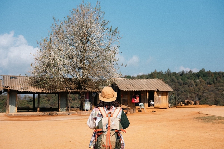 Đến Nậm Nghẹp đắm mình trong sắc trắng tinh khôi của hoa sơn tra