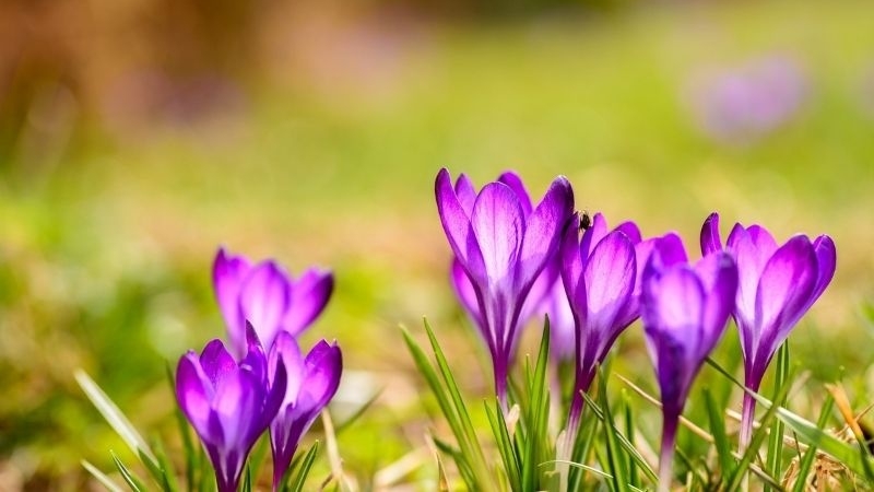 Tử vi tuần mới (2-8/3/2026): Tuổi Mùi xây dựng nền tảng, tuổi Thân thuận buồm xuôi gió