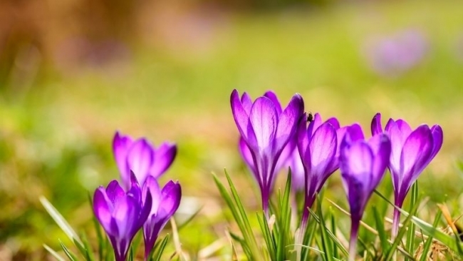 Tử vi tuần mới (2-8/3/2026): Tuổi Mùi xây dựng nền tảng, tuổi Thân thuận buồm xuôi gió