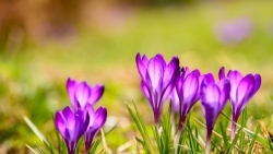 Tử vi tuần mới (2-8/3/2026): Tuổi Mùi xây dựng nền tảng, tuổi Thân thuận buồm xuôi gió