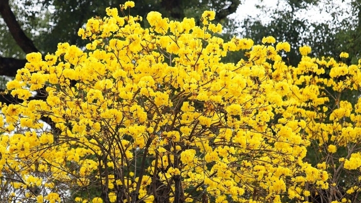 Hà Nội: 4 địa điểm check-in hoa phong linh vàng rực rỡ thu hút giới trẻ