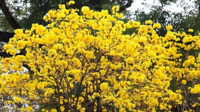 Hà Nội: 4 địa điểm check-in hoa phong linh vàng rực rỡ thu hút giới trẻ