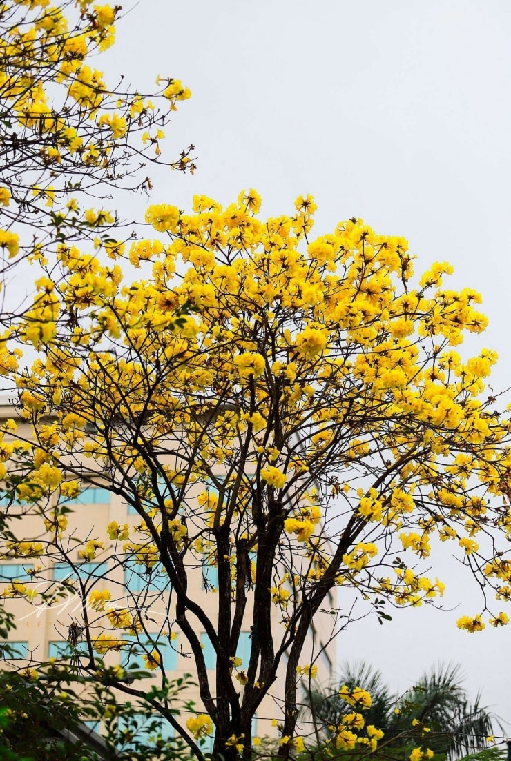 Hà Nội: 4 địa điểm check-in hoa phong linh vàng rực rỡ thu hút giới trẻ Hà Nội: 4 địa điểm check-in hoa phong linh vàng rực rỡ thu hút giới trẻ