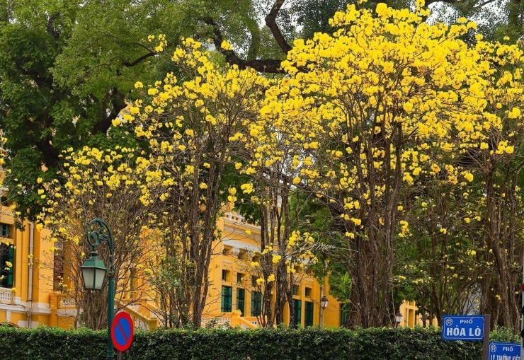 Hà Nội: 4 địa điểm check-in hoa phong linh vàng rực rỡ thu hút giới trẻ Hà Nội: 4 địa điểm check-in hoa phong linh vàng rực rỡ thu hút giới trẻ