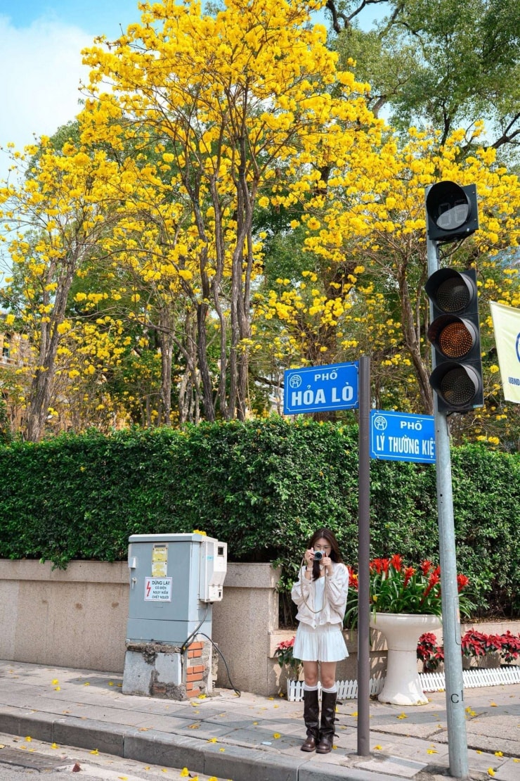 Hà Nội: 4 địa điểm check-in hoa phong linh vàng rực rỡ thu hút giới trẻ Hà Nội: 4 địa điểm check-in hoa phong linh vàng rực rỡ thu hút giới trẻ