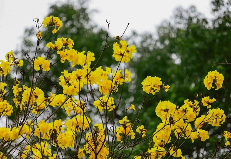 Hà Nội: 4 địa điểm check-in hoa phong linh vàng rực rỡ thu hút giới trẻ Hà Nội: 4 địa điểm check-in hoa phong linh vàng rực rỡ thu hút giới trẻ