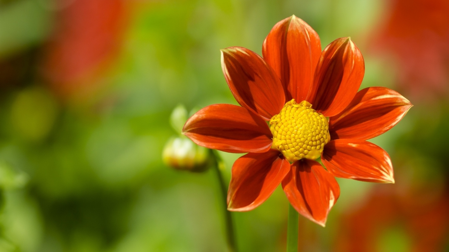 Tử vi tuần mới (16-22/3/2026): Tuổi Tỵ công việc suôn sẻ, tuổi Thân tài lộc may mắn