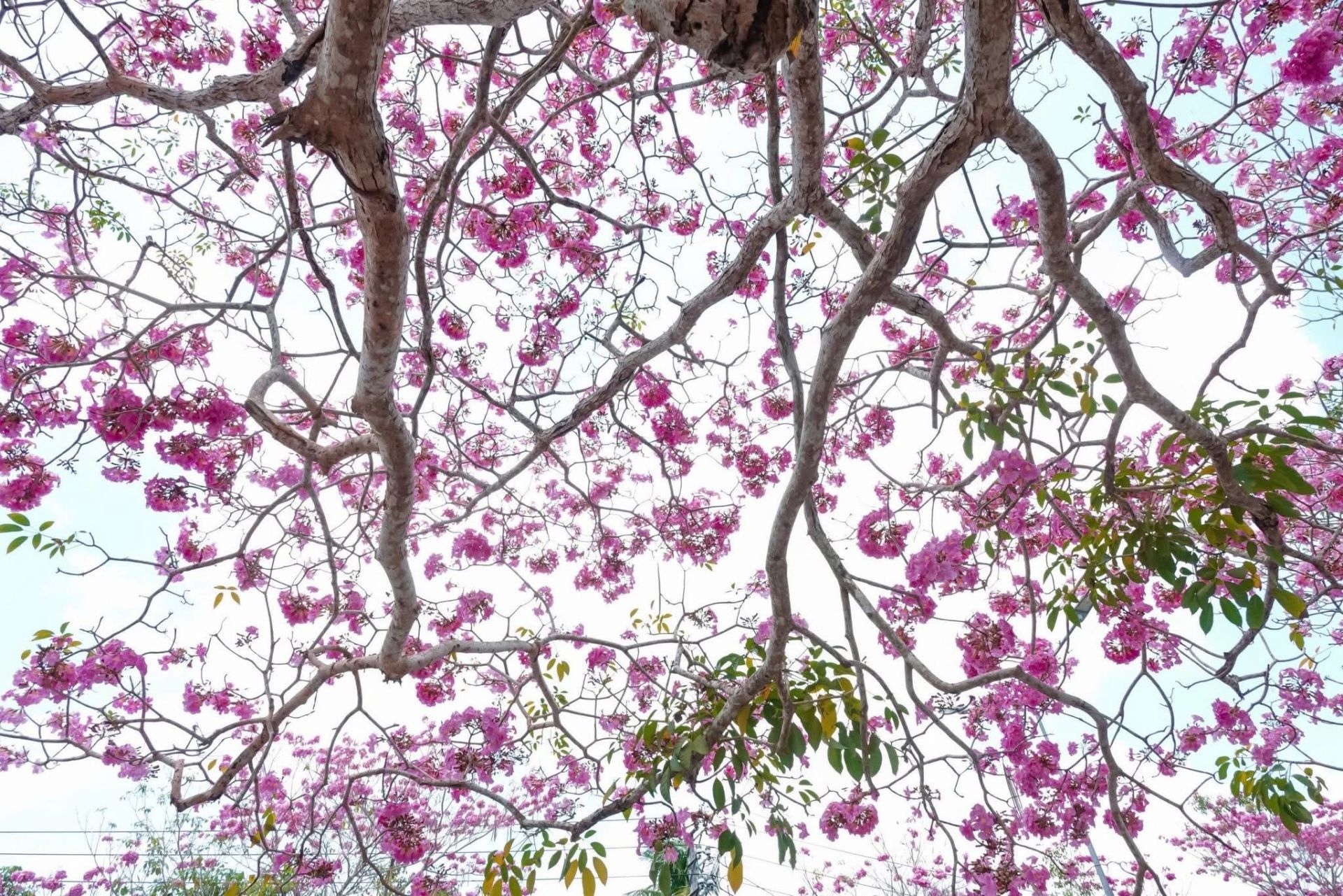 Con đường hoa kèn hồng nở rộ thu hút du khách ở Cần Thơ