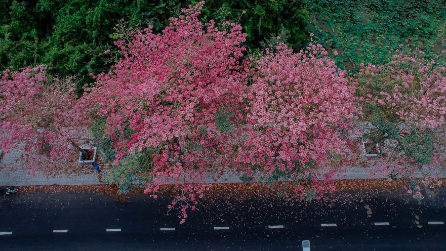 Con đường hoa kèn hồng nở rộ thu hút du khách ở Cần Thơ