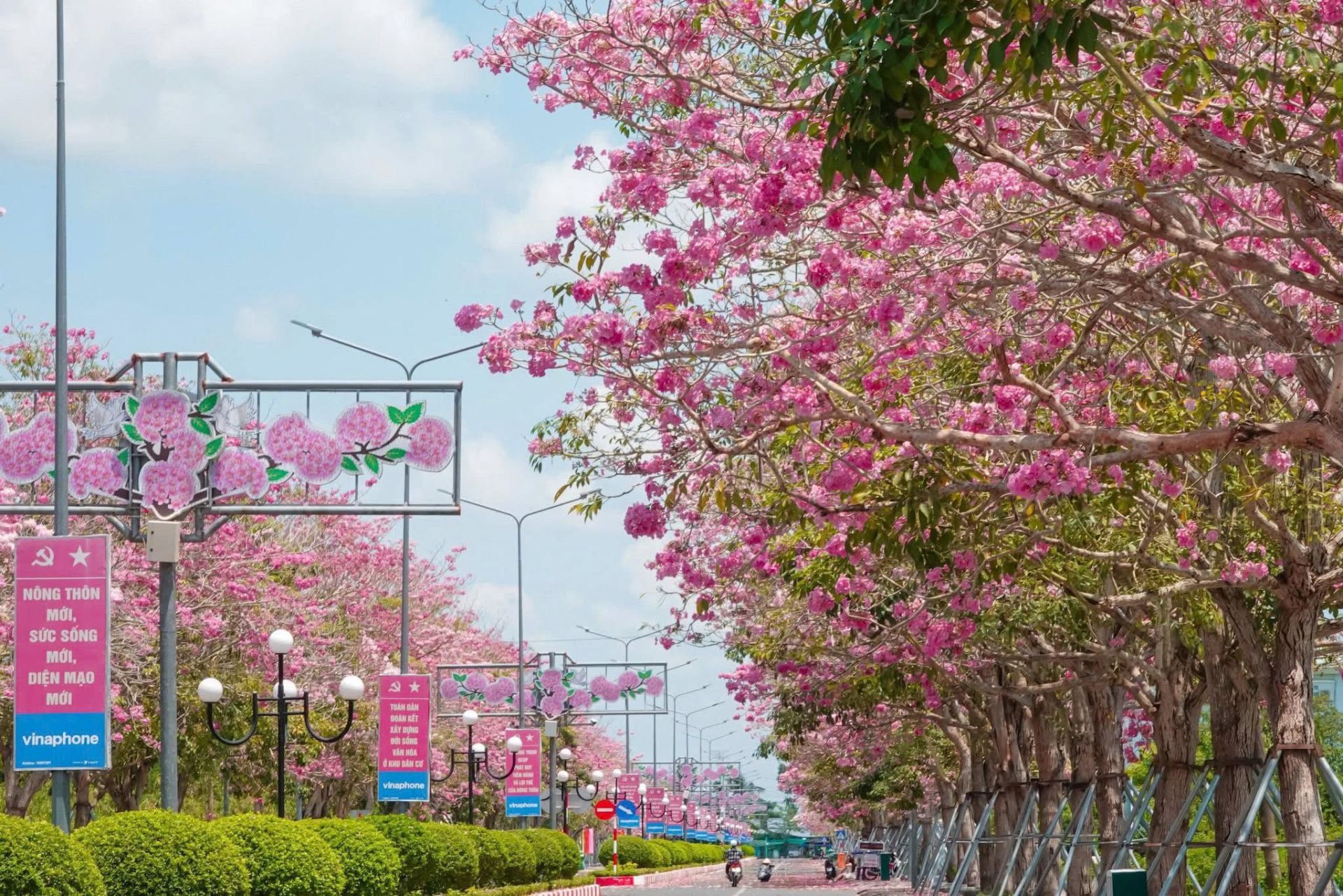 Con đường hoa kèn hồng nở rộ thu hút du khách ở Cần Thơ