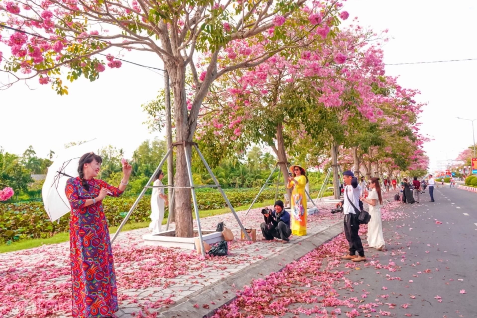 Con đường hoa kèn hồng nở rộ thu hút du khách ở Cần Thơ