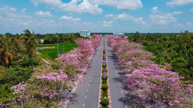 Con đường hoa kèn hồng nở rộ thu hút du khách ở Cần Thơ