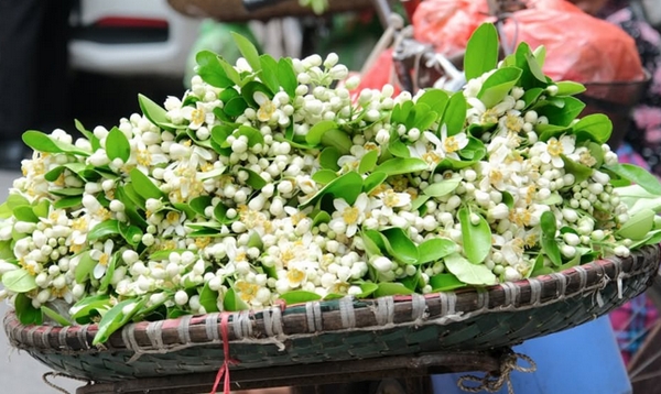 Tháng Ba mùa hoa bưởi