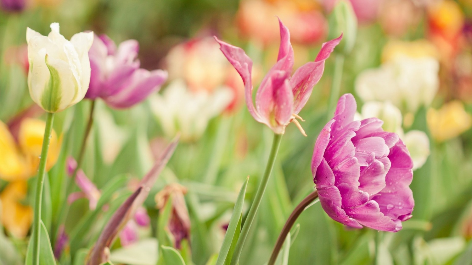 Tử vi tuần mới (30/3-5/4/2026): Tuổi Mão năng lực vượt trội, tuổi Thìn phần thưởng bất ngờ Tử vi tuần mới (30/3-5/4/2026): Tuổi Mão năng lực vượt trội, tuổi Thìn phần thưởng bất ngờ