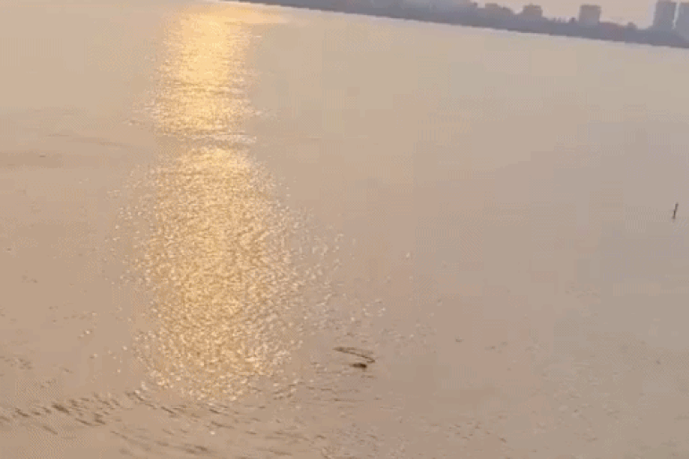 Thực hư thông tin cá sấu "bơi tung tăng" ở Hồ Tây