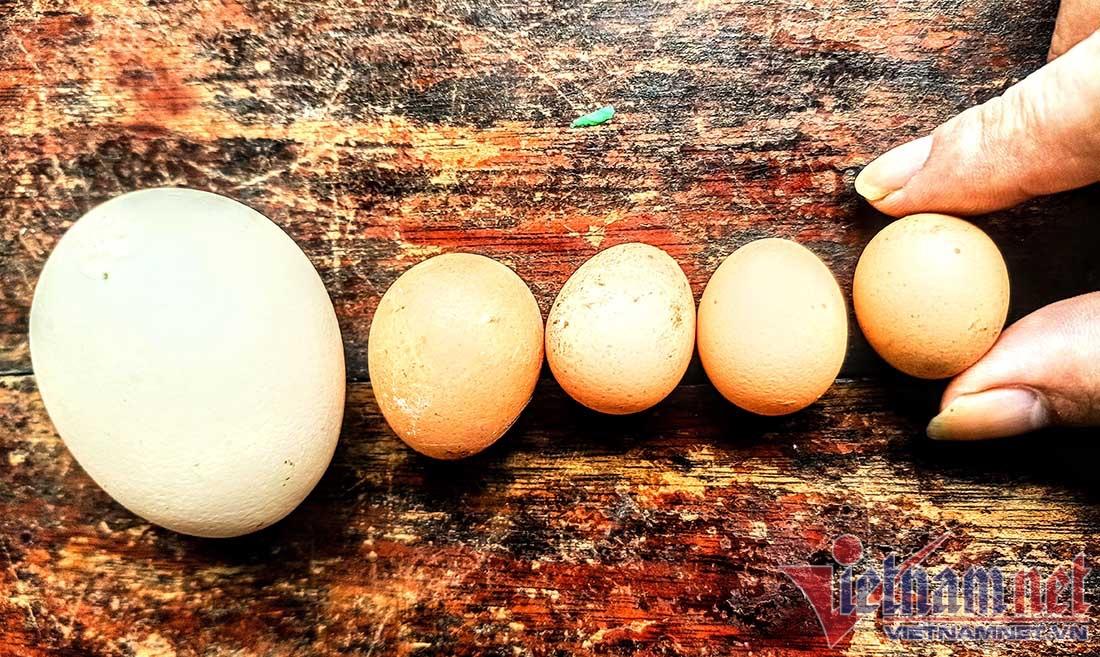 Kỳ lạ gà 9 cựa tiến vua đẻ ‘trứng vàng’, bán tiền triệu mỗi con