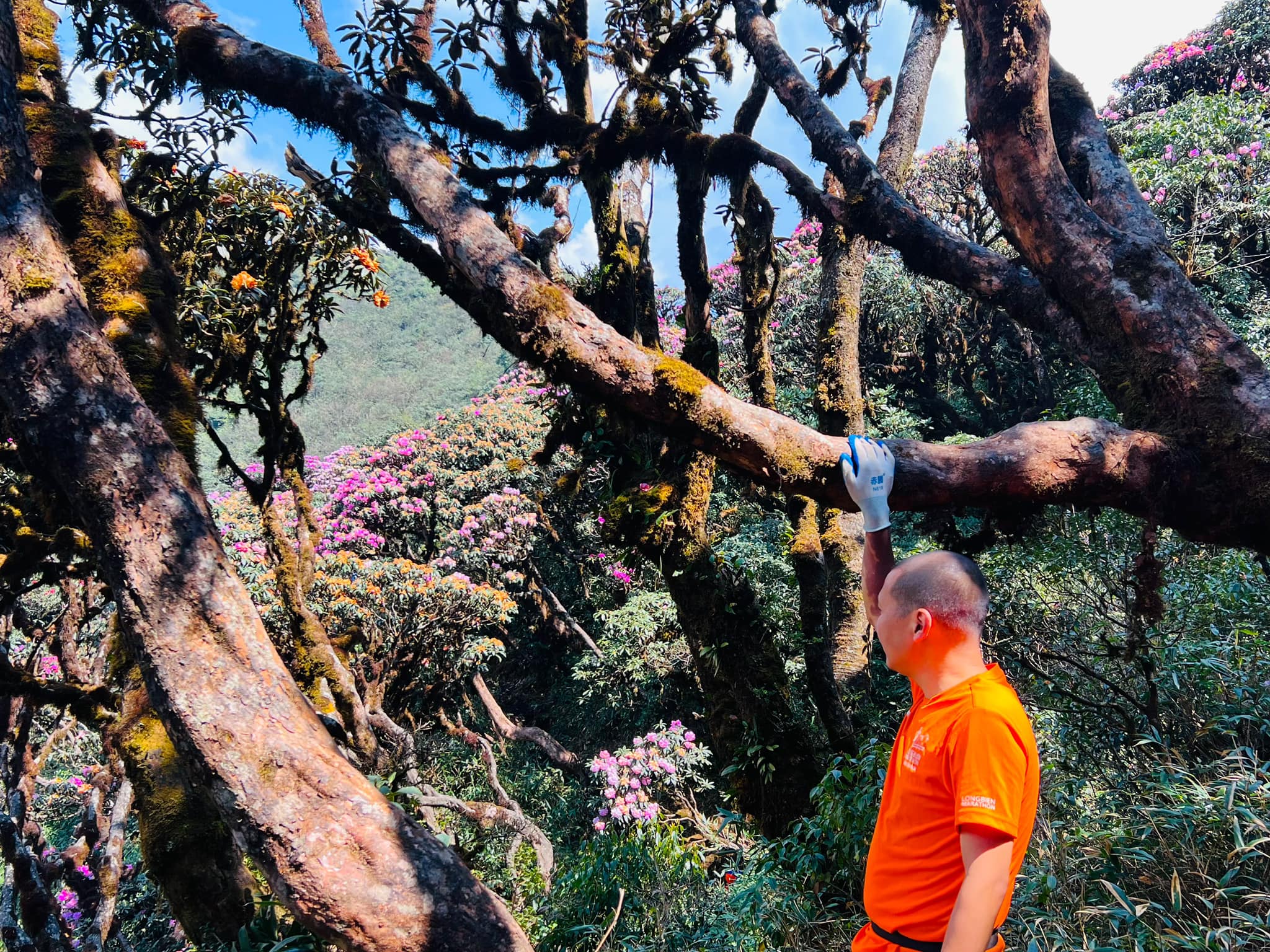 Mê mẩn thiên đường hoa đỗ quyên trên đường leo núi Putaleng ở Lai Châu