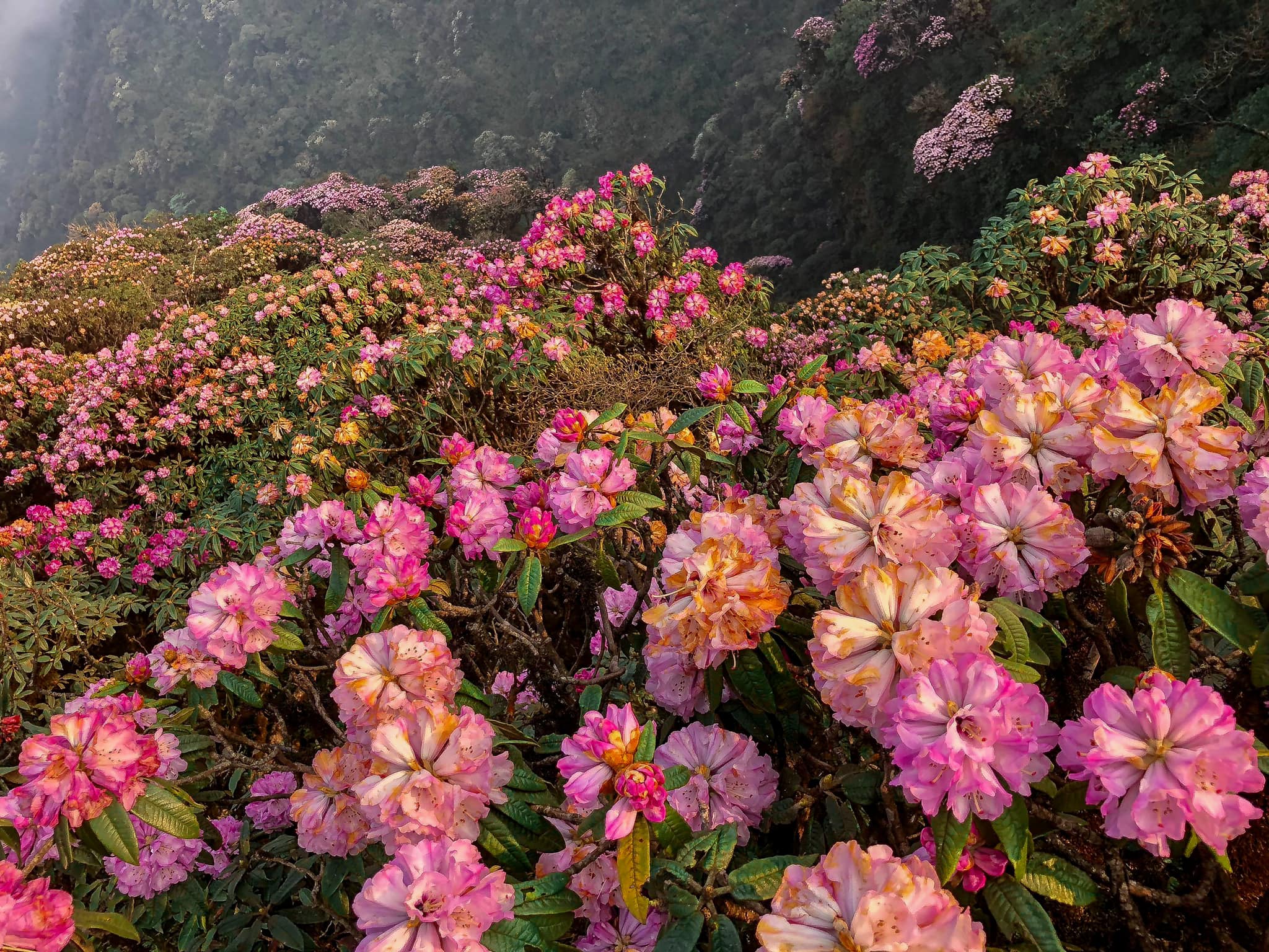 Mê mẩn thiên đường hoa đỗ quyên trên đường leo núi Putaleng ở Lai Châu