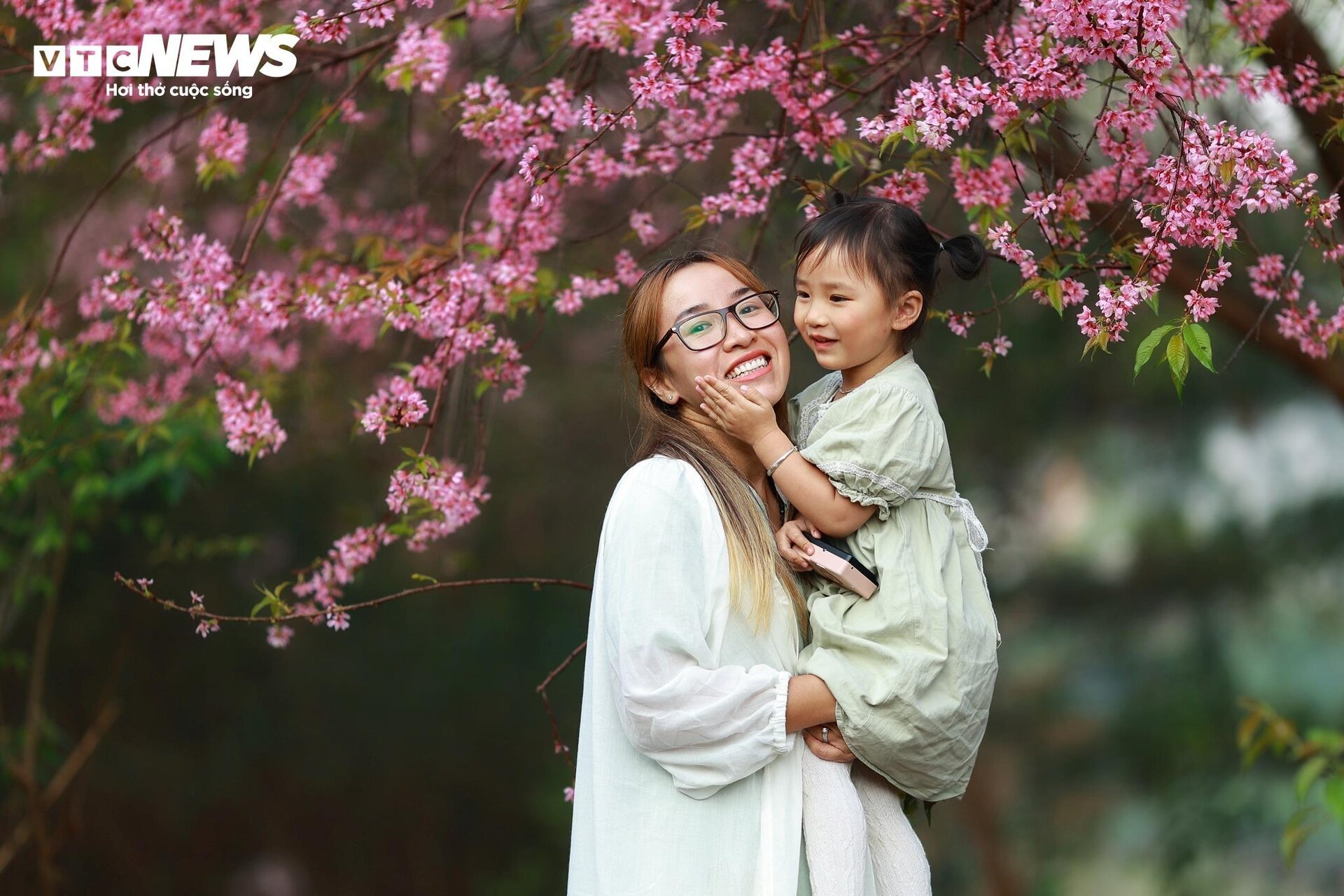 Ngắm mai anh đào nở rộ giữa mùa hè Đà Lạt Ngắm mai anh đào nở rộ giữa mùa hè Đà Lạt
