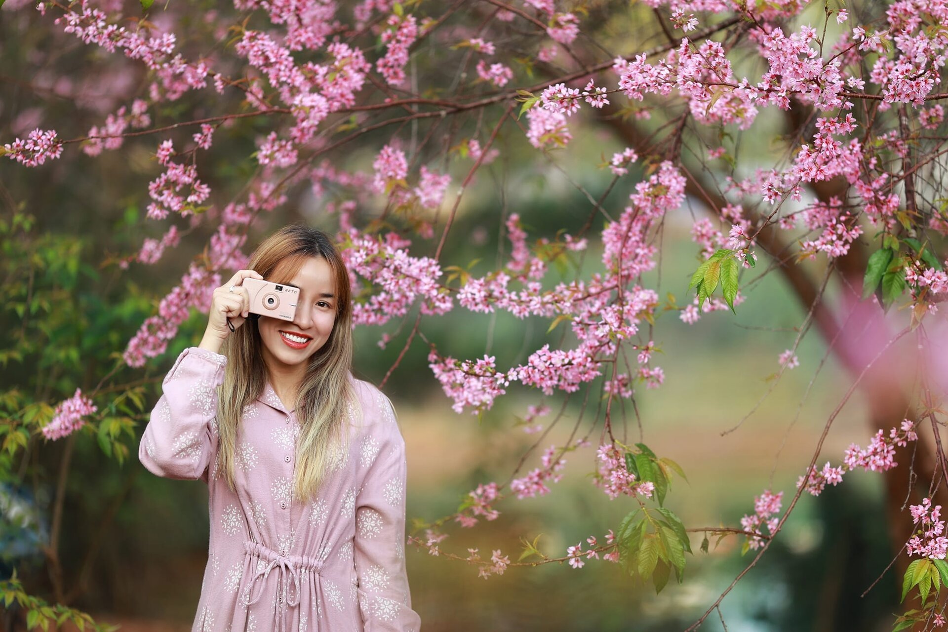 Ngắm mai anh đào nở rộ giữa mùa hè Đà Lạt Ngắm mai anh đào nở rộ giữa mùa hè Đà Lạt