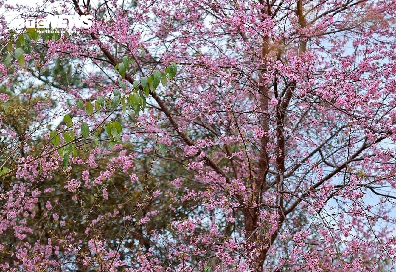 Ngắm mai anh đào nở rộ giữa mùa hè Đà Lạt Ngắm mai anh đào nở rộ giữa mùa hè Đà Lạt
