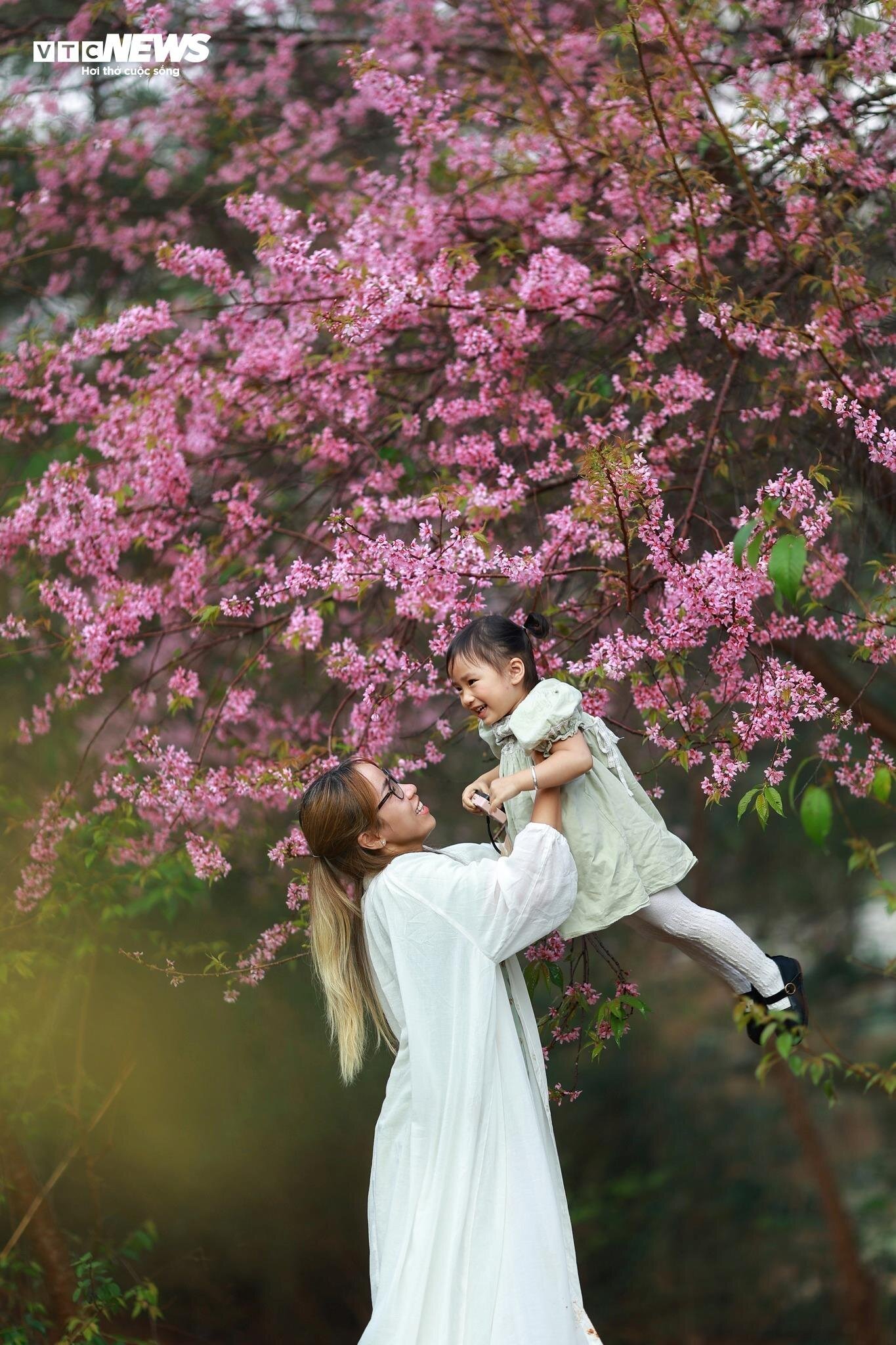 Ngắm mai anh đào nở rộ giữa mùa hè Đà Lạt Ngắm mai anh đào nở rộ giữa mùa hè Đà Lạt