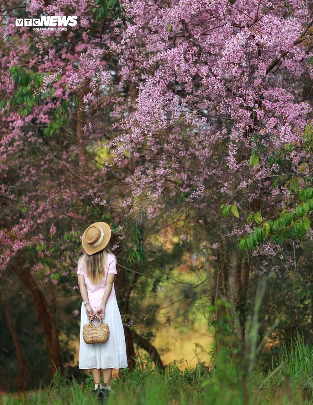 Ngắm mai anh đào nở rộ giữa mùa hè Đà Lạt Ngắm mai anh đào nở rộ giữa mùa hè Đà Lạt