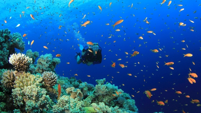 Việt Nam vào Top 5 điểm lặn biển tuyệt vời nhất châu Á