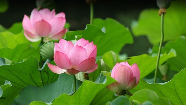 Tử vi tuần mới (21-27/4/2025): Tuổi Tuất năng lượng dồi dào, tuổi Tỵ quý nhân tương trợ