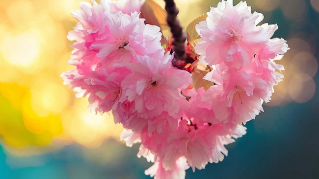 Tử vi tuần mới (6-12/4/2026): Tuổi Hợi sự nghiệp tỏa sáng, tuổi Dần tình duyên nở rộ