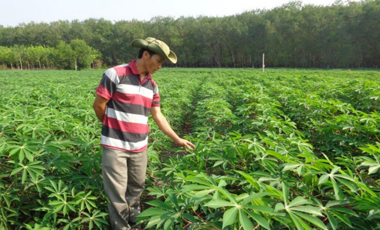 Quảng Trị: Mở rộng diện tích vùng trồng sắn kháng bệnh khảm lá Quảng Trị: Mở rộng diện tích vùng trồng sắn kháng bệnh khảm lá