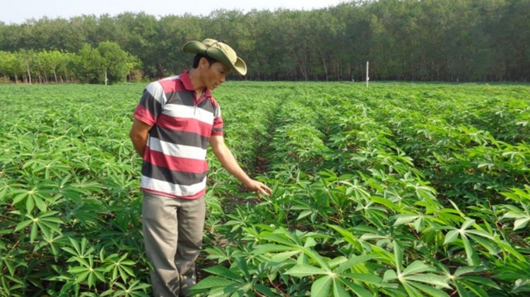 Quảng Trị: Mở rộng diện tích vùng trồng sắn kháng bệnh khảm lá