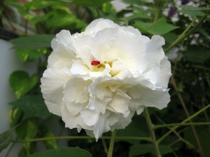 Tử vi tuần mới (13-19/4/2026): Tuổi Tuất bản lĩnh phi thường, tuổi Dậu tài lộc vượng phát Tử vi tuần mới (13-19/4/2026): Tuổi Tuất bản lĩnh phi thường, tuổi Dậu tài lộc vượng phát