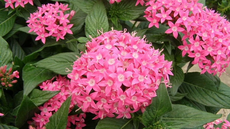 Tử vi tuần mới (13-19/4/2026): Tuổi Tuất bản lĩnh phi thường, tuổi Dậu tài lộc vượng phát