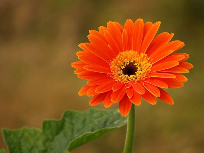 Tử vi tuần mới (20-26/4/2026): Tuổi Dậu công danh khởi phát, tuổi Mùi xây dựng nền tảng