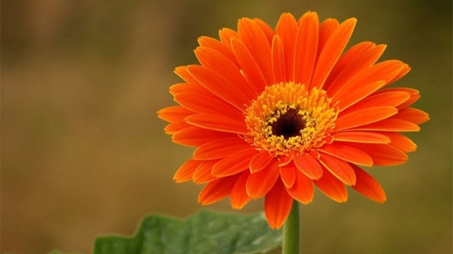 Tử vi tuần mới (20-26/4/2026): Tuổi Dậu công danh khởi phát, tuổi Mùi xây dựng nền tảng