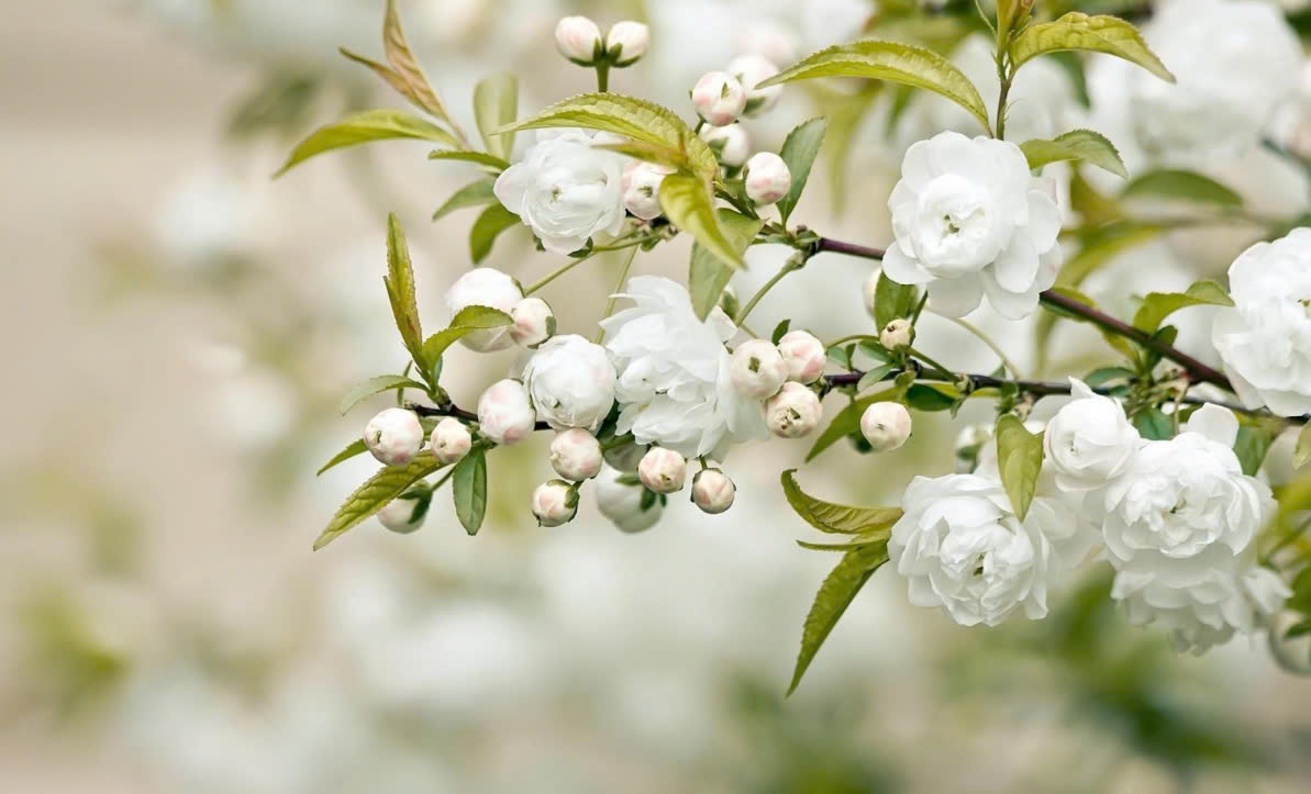 Tử vi tuần mới (27/4-3/5/2026): Tuổi Tý khẳng định tài năng, tuổi Ngọ sự nghiệp tiến triển