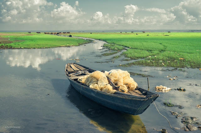 Trảng cỏ non đẹp như tranh ở hồ Trị An Trảng cỏ non đẹp như tranh ở hồ Trị An
