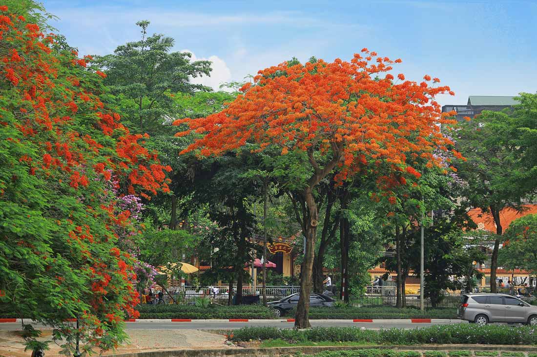 Ngắm hoa phượng nở rực trời Hà Nội những ngày vào hạ