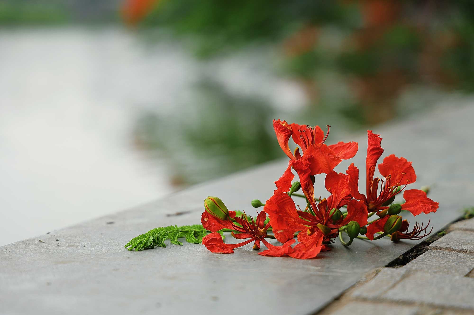Ngắm hoa phượng nở rực trời Hà Nội những ngày vào hạ