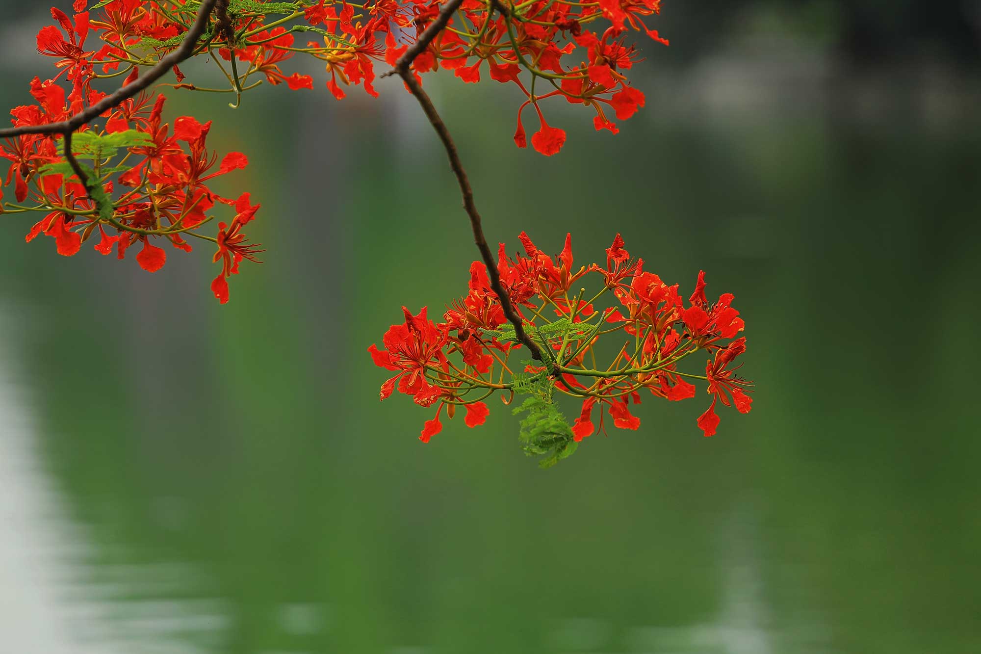 Ngắm hoa phượng nở rực trời Hà Nội những ngày vào hạ